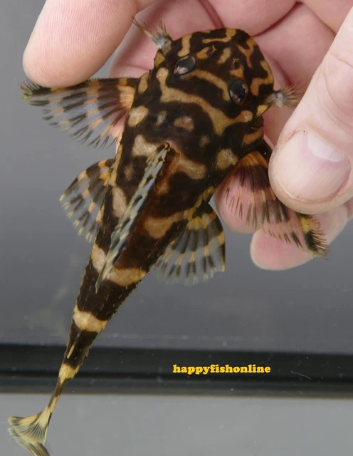 Nice Breeding Pair Of L052 Atabapo Butterfly Plecos! Young Adults Wc 8-10 Cm