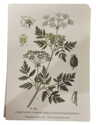 FL1 PLANCHE ANCIENNE BOTANIQUE  VULNÉRAIRE 