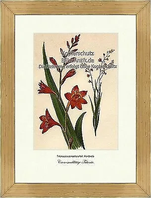 Crocosmablütige Tritonie Montbretia Schwertliliengewächse Vilmorin A4 213