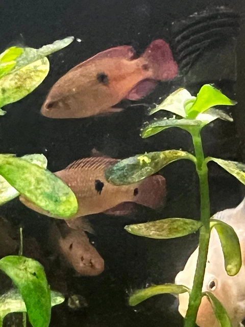 Red Jewel Cichlid Juvenile  - Unsexed