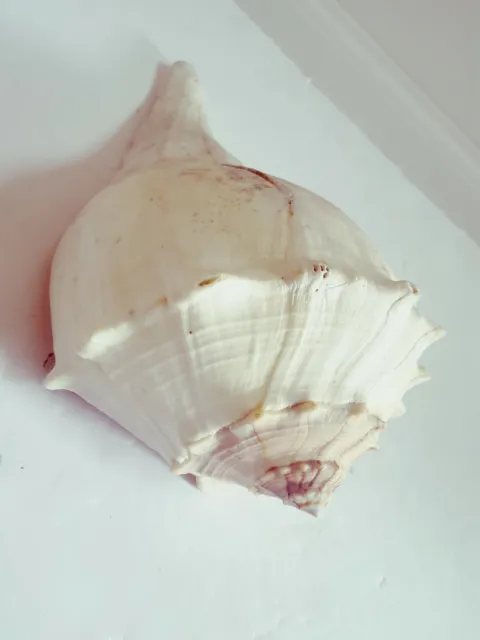 Large Lightning Whelk Welk Shell Seashell 10" 2 Pounds 3 Oz No Fisherman's slit 3