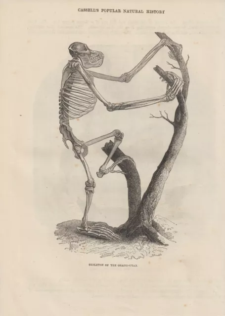 Skelett des Orang-Utan Schimpanse im Zoo HOLZLSTICH von 1866