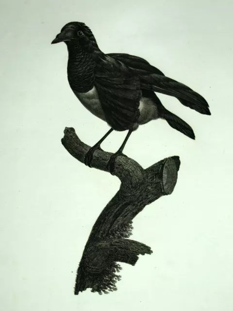 Manucode Or Paradisier Black Plank engraving Bird Of Barraband The Vaillant