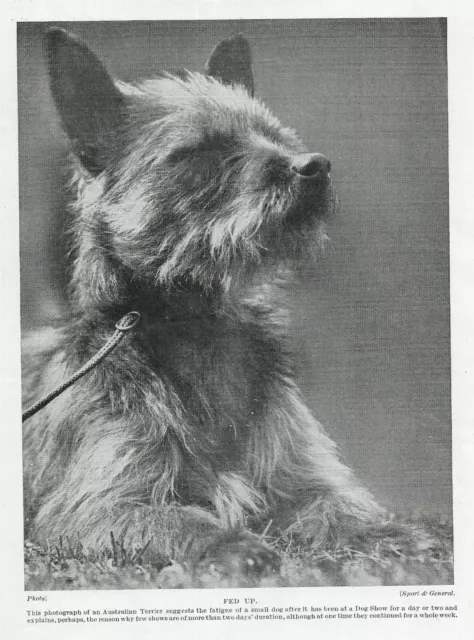 Australian Terrier - 1934 Vintage Dog Art "Photo" Print - MATTED