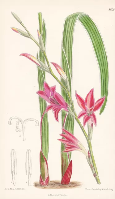 Gladiolus melleri Africa Blume flower Botanik Lithographie Curtis 8626