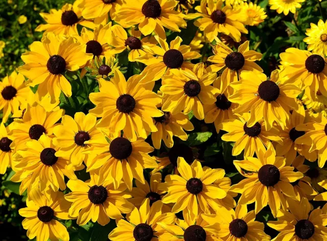 Rudbeckie Toto Gold - Rauer Sonnenhut - Rudbeckia hirta - 10 Samen