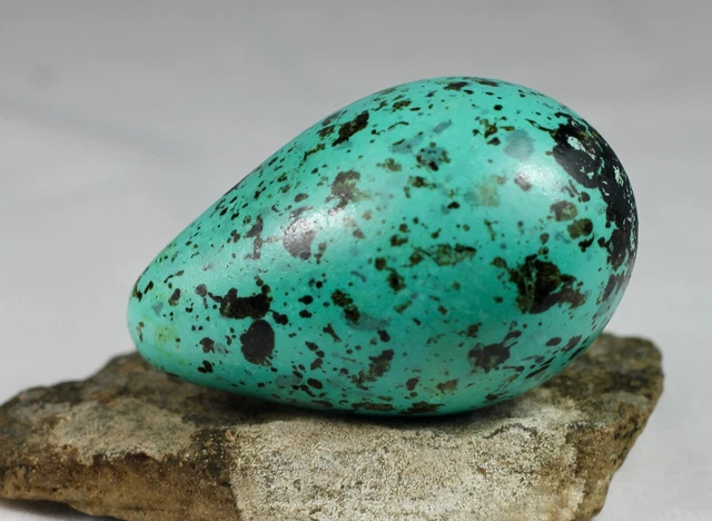 Brunnich´s Guillemot egg, Iceland, taxidermy, nature, real