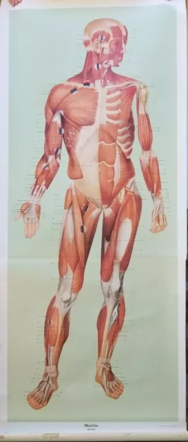 Vintage Anatomical Life Size Poster Muscular Front Deutsches Hygiene Museum