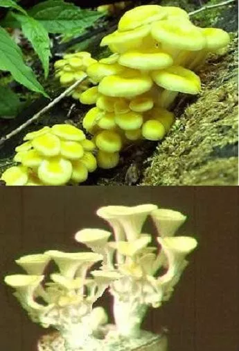 Limonenpilz Pilz Substrat Pilzbrut Pilze selber züchten Pilzkultur Zimmerpflanze