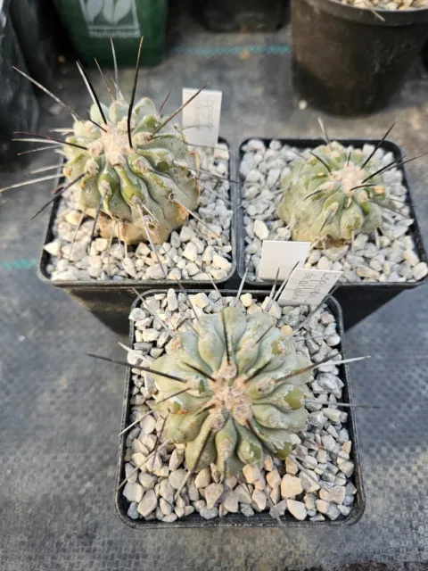 Copiapoa dealbata one spine  WE/own roots very rare,
