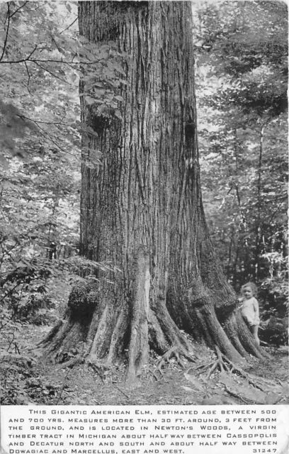 1952 Gigantic American Elm Tree, Newton Woods, Cass County, Michigan Postcard