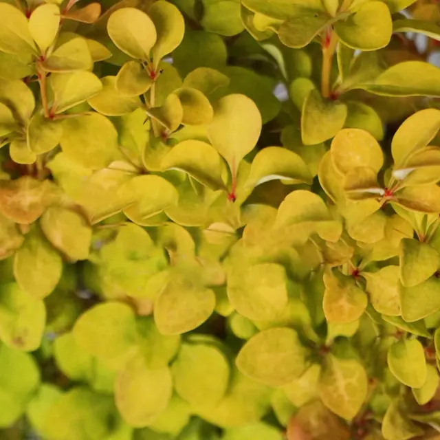 Berberis 'Summer Sunset' Barberry Deciduous Columnar Shrub Plant | 9cm