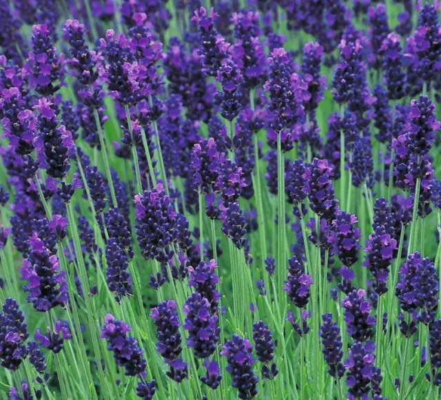 Lavender Angustifolia Hidcote Blue – 50 Seeds – Compact  *Fast Dispatch*