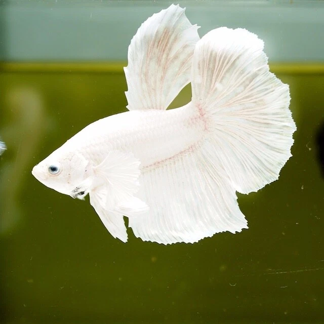 Live Betta Fish Giant Dumbo White Platinum Big Ear HMPK Premium Grade Thailand
