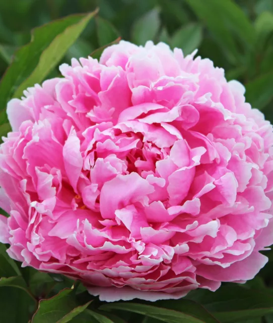 Sarah Bernhardt Peony - 1 root division 3