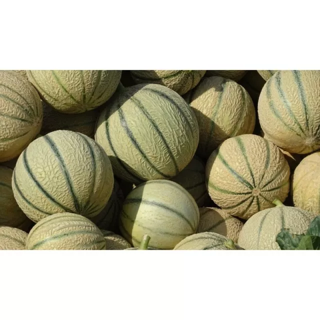 Lot de 50 Graines de Melon Charentais - Chair très sucrée et Parfumée