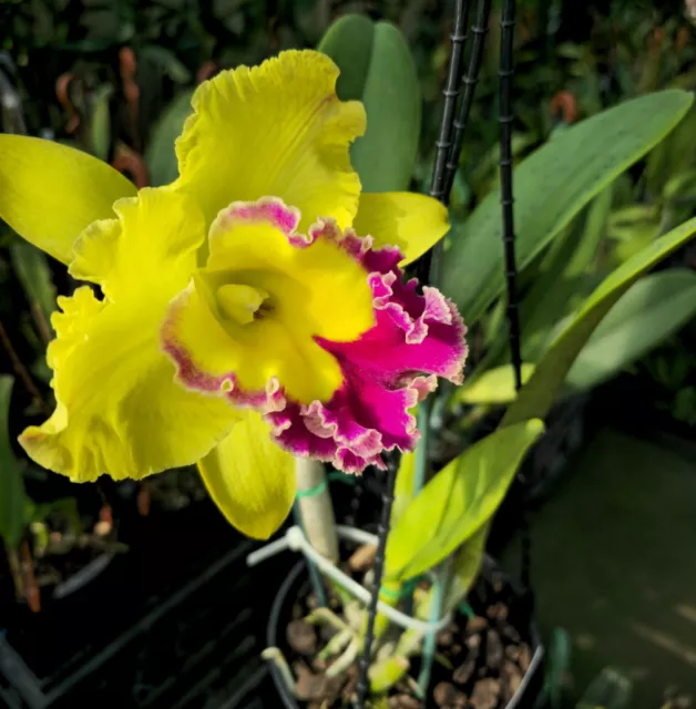 Cattleya RLC Saeng U.sa No1 .