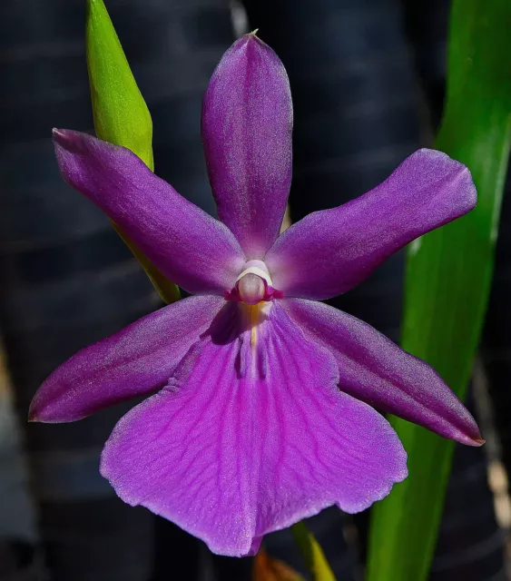 Orchid -Miltonia Guanabara 'Joe'