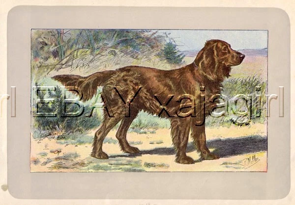 DOG German Spaniel, Extremely, Rare Antique 100-Year-Old French Dog Print