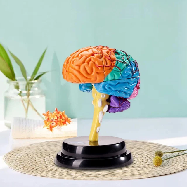 Modèle De Cerveau Humain Anatomique Détachable - Agrandi 2 Fois, 4 Parties En PVC