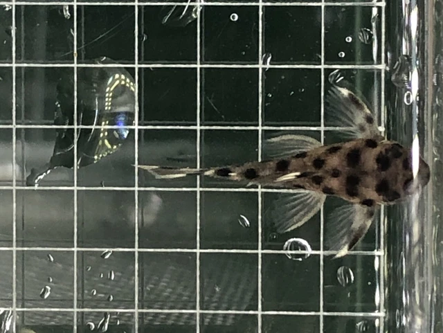 1 L264 Pleco(Size 3 Cm+ )- Sultan Pleco -High Quality Pleco - USA SELLER 3