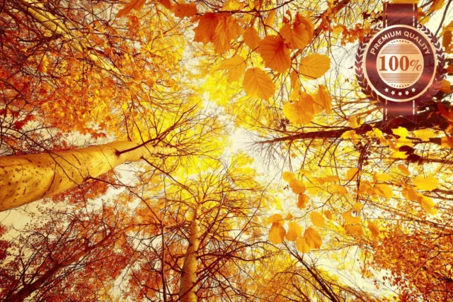 New Autumn Trees Landscape Through Leaves Sky View Photo Print Premium Poster
