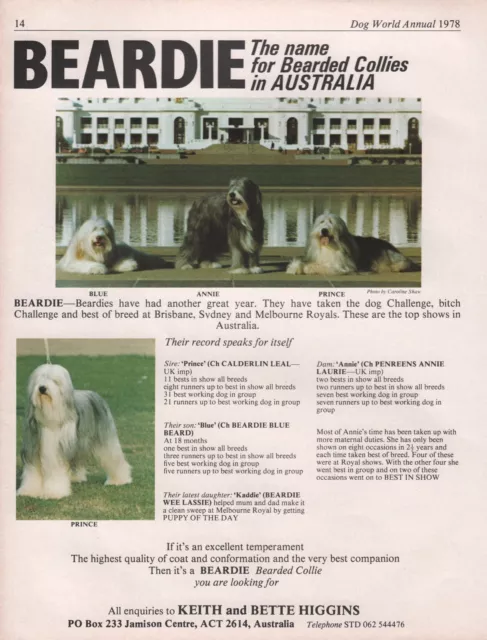 Bearded Collie Dog World 1978 Breed Kennel Advert Print Page Beardie Kennel