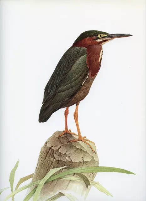 J F Lansdowne GREEN HERON wild bird illustration 1968 vintage bird print