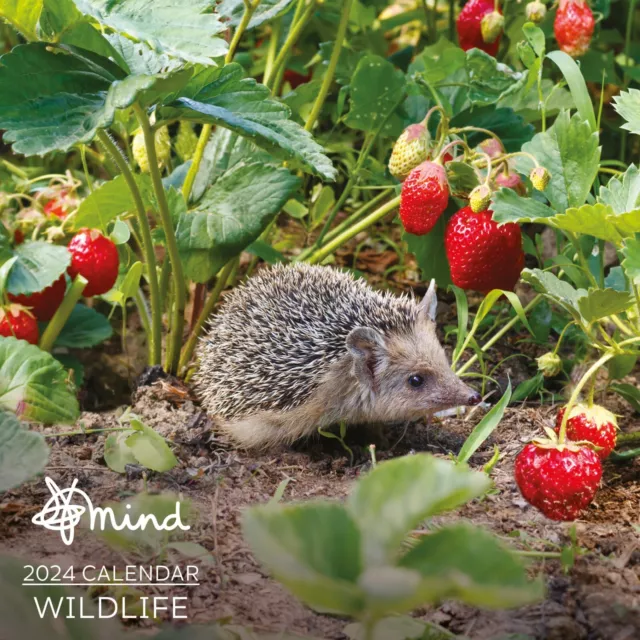 WILDLIFE PHOTOGRAPHY MIND Charity Calendar 2024 5.60 PicClick