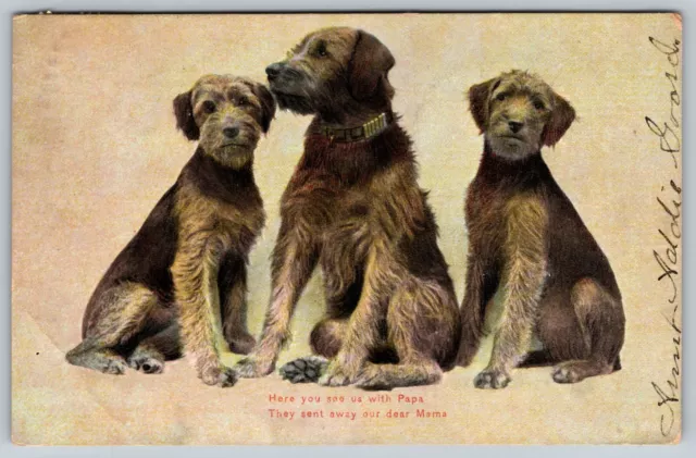 3 Malamutes or Terriers Where's our Mom? c. 1900 Vintage Postcard