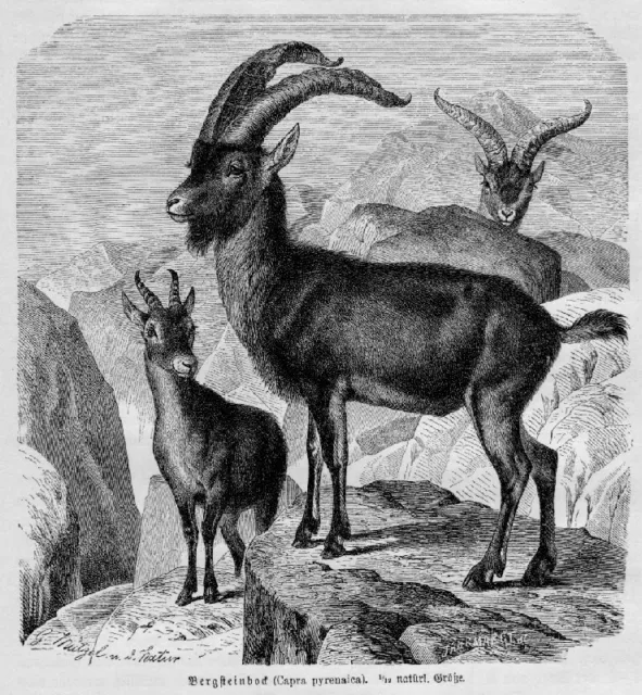 STEINBOCK Alpensteinbock (Capra ibex)  Holzstich von 1891
