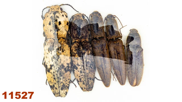 Elateridae sp.   A1, 20-31 mm, MIX, 5 pc