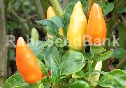 Candle Fire Chilli - One of the Great Spicy Hot Chilli Variety - 10 Seeds!!!