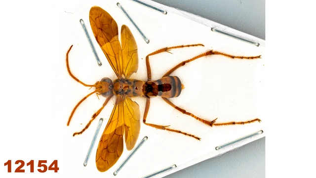 Hymenoptera : Pepsis sp.   A2, WS 32 mm , 1 pc