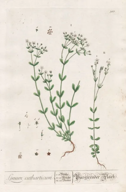 Linum Catharticum Lino Hierbas Botany Blackwell Kräuterbuch Grabado