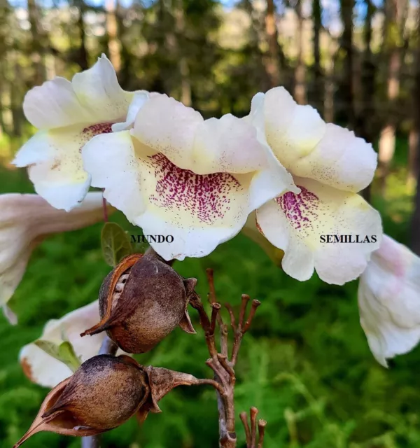 100 Semillas Paulownia tomentosa flor blanca , muy raro Empress Foxglove, kiri