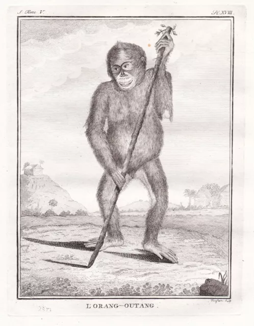 Orang Utan Orangutan monkey Affe Affe gravure engraving Kupferstich Buffon 1780