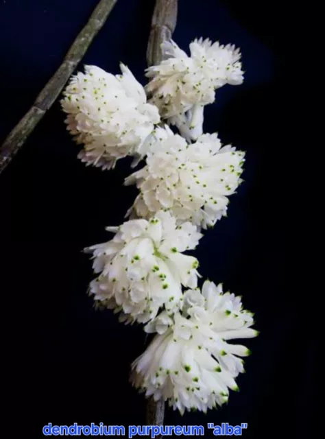 Orchid - Species-Purpureum "Alba"
