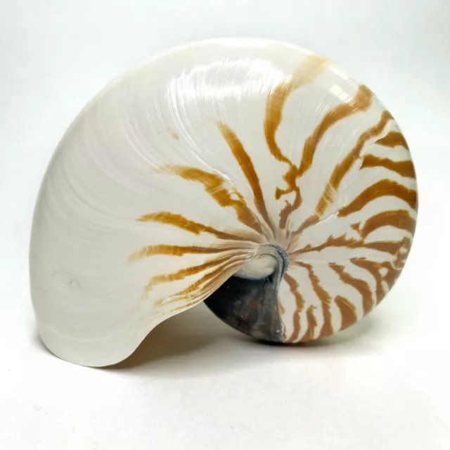 Nautilus Macromphalus Seashell Striped Natural Large 6.5" Nautical Beach Shell