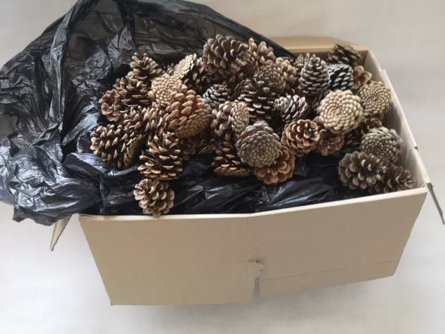 Tannenzapfen Kiefernzapfen 1 Umzugskiste ca. 7,5 Kg