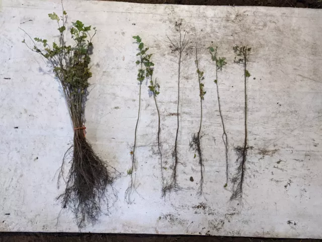 25 Hawthorn Hedging Plants (20-40cm)