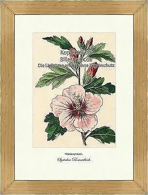 Syrischer Roseneibisch Hibiscus syriacus Hibiskus Malvengewächse Vilmorin A4 264