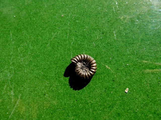 Fosiles Ammonite " Bonito Promicroceras  Pirit. Charmouth (Inglaterra) - 11C22 "