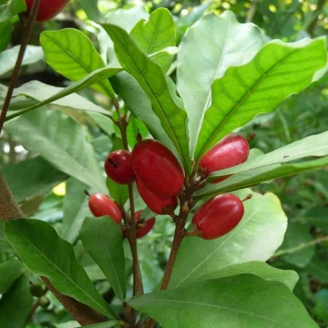 Miracle Fruit (Synsepalum dulcificum)  - 3 seeds