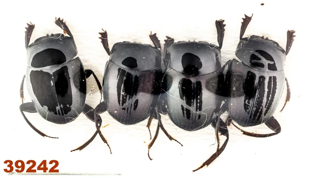Beetles, Insects & Butterflies, Animals, Collectibles - PicClick CA