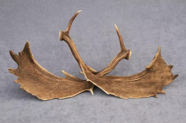 Naturally Shed Set Of  Fallow Deer Antlers (Pair, Horn, Carving, Taxidermy)