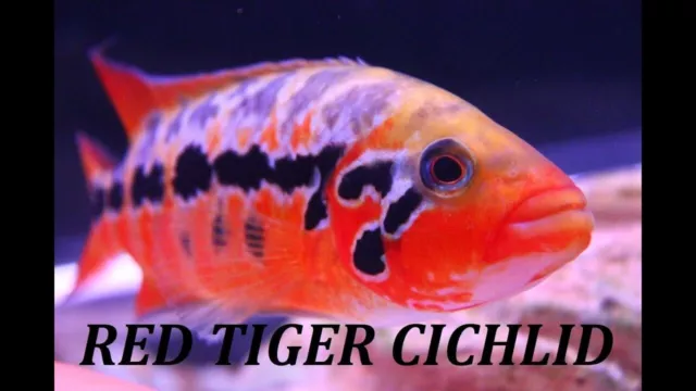 Red Tiger  f-1 cichlid   Montanguense live fish  (Pack of 1 )
