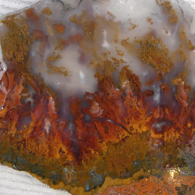 RimRock: Rare BIRDS OF PARADISE PLUME AGATE Rough Slab