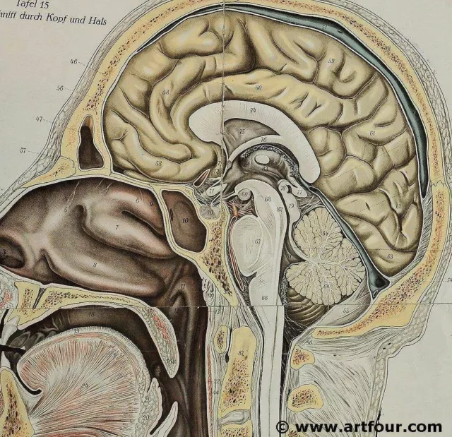 alte antike Wandkarte Anatomie Frohse Medianschnitt Kopf Nacken retro Poster 3