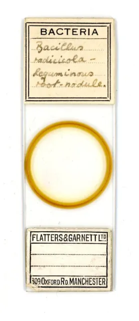 Vintage glass Microscope slide Bacteria Root Nodule by Flatters & Garnett Ltd